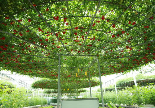 蔬菜大棚建設種植無土栽培蔬菜效益分析