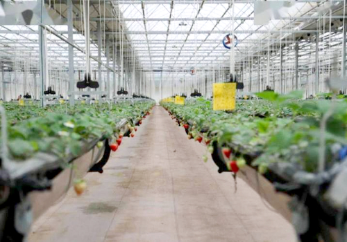無土栽培吊掛升降式草莓種植系統—草莓天瀑