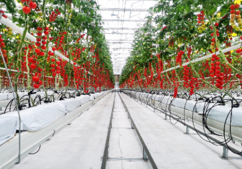專業生產西紅柿荷蘭模式無土栽培槽廠家