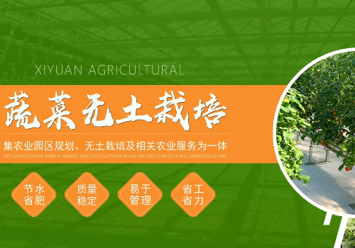 山東壽光專業的無土栽培蔬菜設備廠家