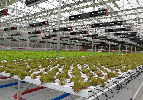 管道蔬菜無土栽培設備廠家的技能專家們